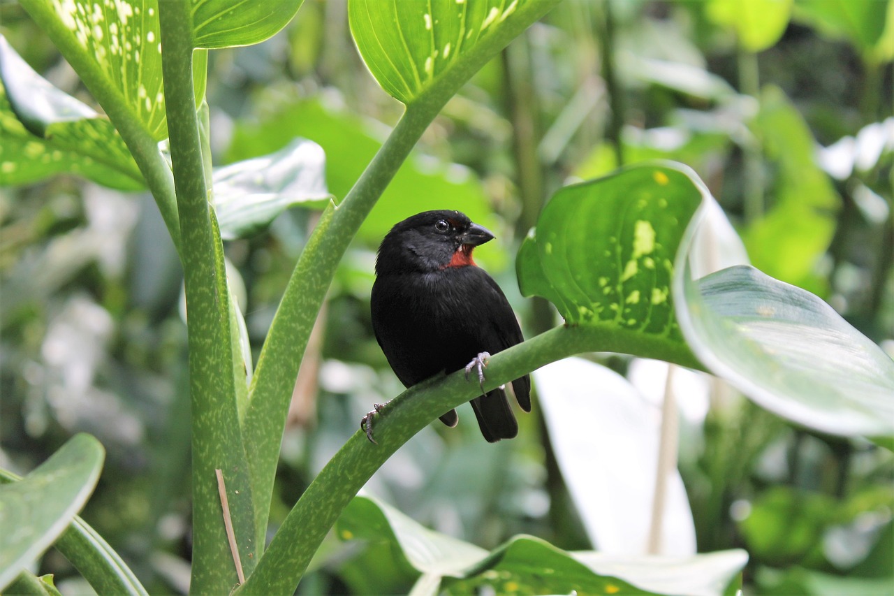 Best Plants for a Tropical Backyard Retreat